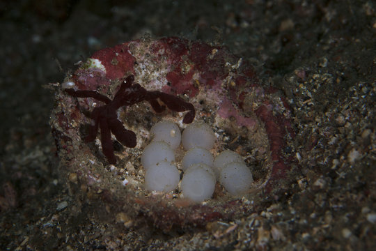 Orangutan Crab (Achaeus japonicus) near eggs of Flamboyant cuttlefishes ( Metasepia pfefferi).  Underwater macro picture from diving in Lembeh Strait, Indonesia 