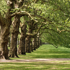 Lovely mature trees