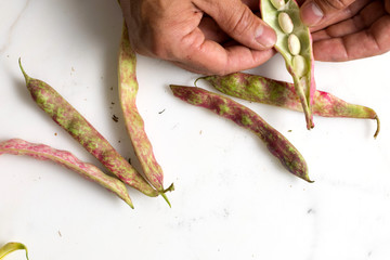 Mans hands opening bean pod