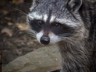 Close-up portrait of a raccoon streak.