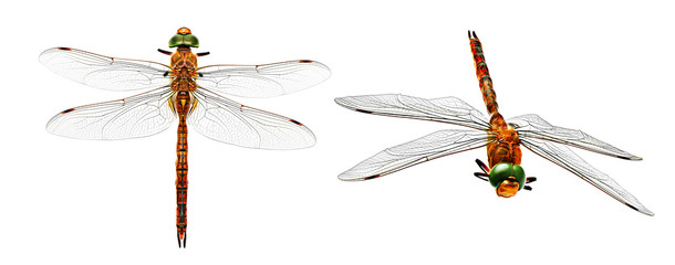 Stylized photo dragonfly from two angles isolated on white - obrazy, fototapety, plakaty