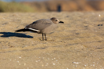Seagull Garuma (Gaviota Garuma) Latin Name: Leucophaeus modestus. Tongoy Chile