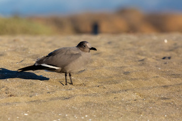 Seagull Garuma (Gaviota Garuma) Latin Name: Leucophaeus modestus. Tongoy Chile