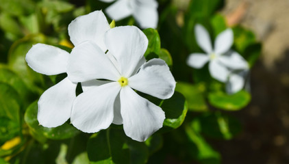 white flower green plant in garden
