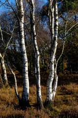 Sliver Birch on Hindhead Common