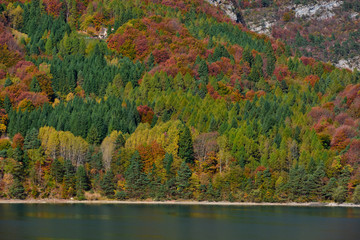Aerial view of trees, Lake Molveno, northern Italy in the background of the Alps. Autumn season. Multi-colored palette of colors