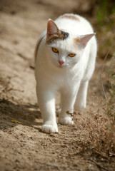 Naklejka na ściany i meble ballade d'un magnifique chat blanc sur un chemin de terre avec le regard percent 