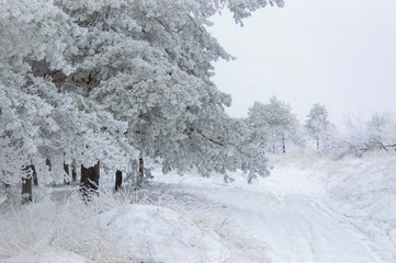 road through a snowy forest