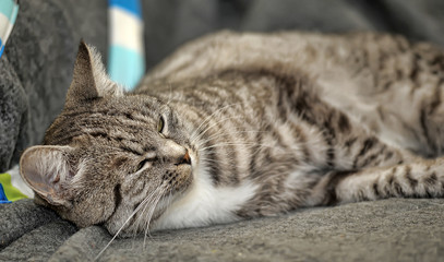 tabby cat lies on a gray background