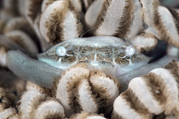 Xenia swimming crab (Caphyra loevis). Picture was taken in Lembeh Strait, Indonesia