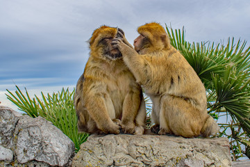 Gibraltar Barbary Apes in Serious Grooming of face