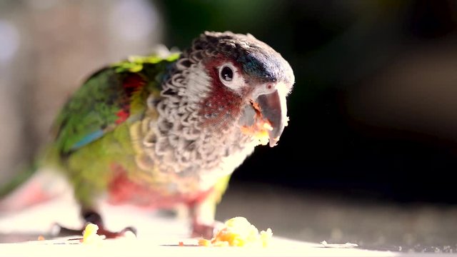 Close-up of a green cheek conure (Pyrrhura Picta Picta, or Painted Parakeet) eating a carrot in the sun