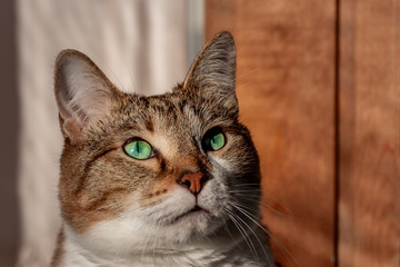 Muzzle of a beautiful adult young tabby cat with green eyes and brown velvet wet nose is on a yellow background