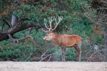 Red deer stag in rutting season in the forest of National Park Hoge Veluwe in the Netherlands