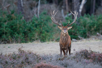 Red deer stag in rutting season in the forest of National Park Hoge Veluwe in the Netherlands