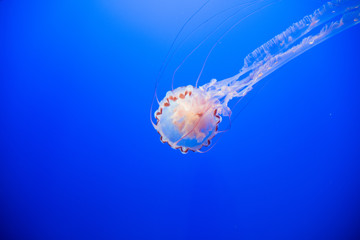 Jellyfish, 