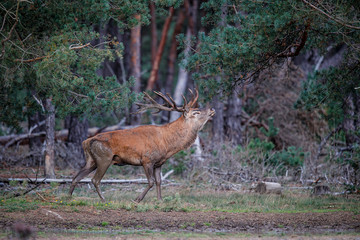 Red deer stag in rutting season in the forest of National Park Hoge Veluwe in the Netherlands