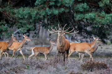 Red deer stag in rutting season in the forest of National Park Hoge Veluwe in the Netherlands