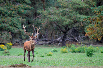 Naklejka na ściany i meble Red deer stag in rutting season in the forest of National Park Hoge Veluwe in the Netherlands
