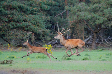 Red deer stag chasing a female in rutting season in the forest of National Park Hoge Veluwe in the Netherlands