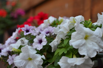 Color in your back yard