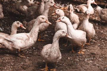 A large group of healthy white ducks in a farm for the concept of domestic farming. Poultry.