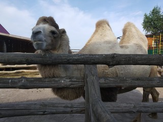 portrait of camel