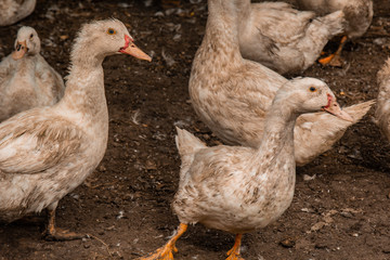 A large group of healthy white ducks in a farm for the concept of domestic farming. Poultry.