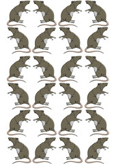 Rats , background