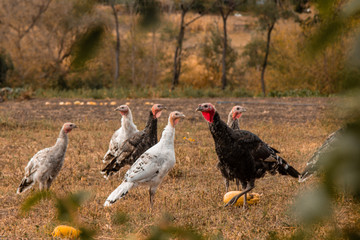 Large group of healthy turkeys in a farm for housework concept. Poultry farming.