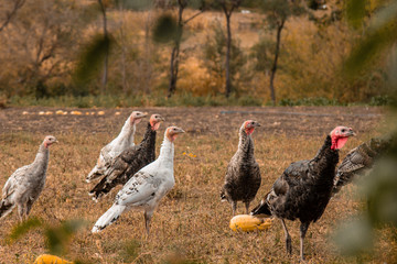 Large group of healthy turkeys in a farm for housework concept. Poultry farming.