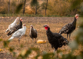 Large group of healthy turkeys in a farm for housework concept. Poultry farming.