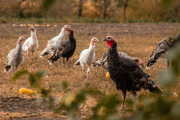 Large group of healthy turkeys in a farm for housework concept. Poultry farming.