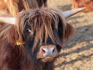 Curious cattle