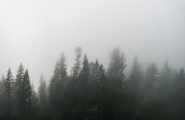Silhouettes of pine trees in the fog. Panoramic view of pine forest located in area near Dachstein Mountains, Upper Austria, Austria.
