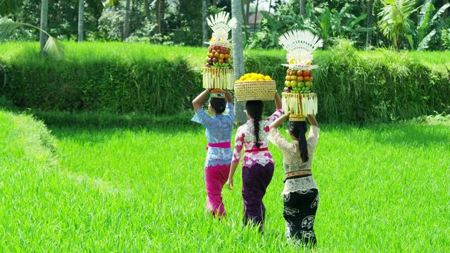 Balinese females carrying an Hindu temple offering Indonesia