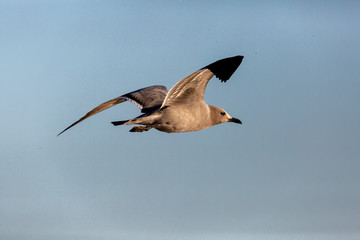Seagull Garuma (Gaviota Garuma) Latin Name: Leucophaeus modestus. Tongoy Chile