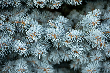 Closeup of branches of blue spruce fir tree