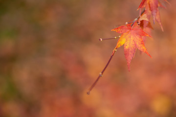 Japanese maple leaf on branch 