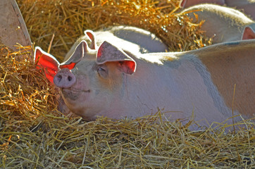 Pigs resting in the hay