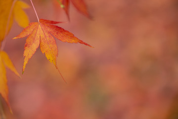 Naklejka na ściany i meble Red Japanese maple leaf