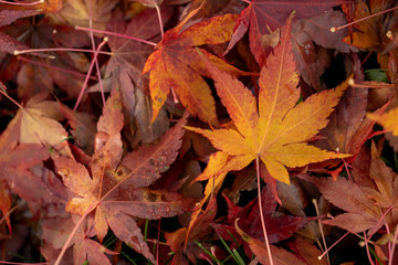 Japanese maple autumn leaves on ground