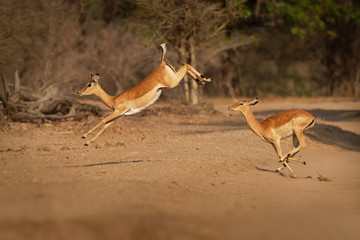 Impala - Aepyceros melampus medium-sized antelope found in eastern and southern Africa. The sole member of the genus Aepyceros, jumping and fast running mammal