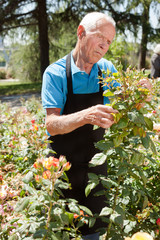 Male cutting branches of blooming roses
