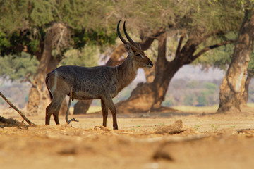 Waterbuck - Kobus ellipsiprymnus  large antelope found widely in sub-Saharan Africa. It is placed in the genus Kobus of the family Bovidae