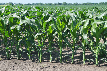 Young corn using herbicides is protected from weeds