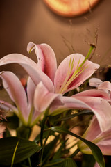pink lilies on a black background