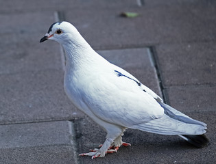 A white feral pigeon (Columba livia domestica)   walking on the pavement