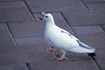 A white feral pigeon (Columba livia domestica)   walking on the pavement