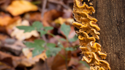 Striegeliger Schichtpilz